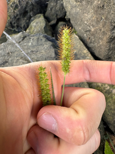 yellow foxtail
