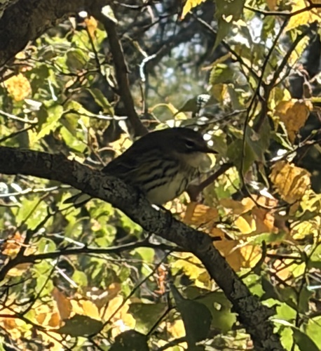 Yellow-rumped Warbler
