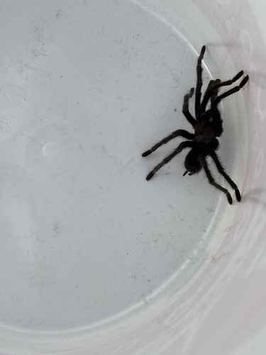 Desert Tarantula