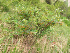 Cotoneaster tomentosus