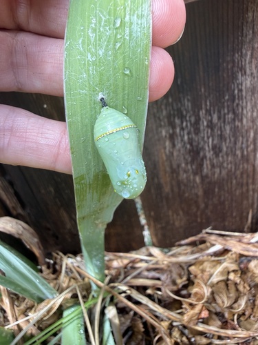 Monarch