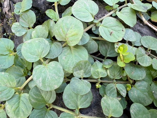 creeping Jenny