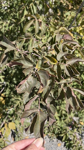 box elder