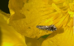 Glyphipterix simpliciella