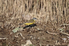 Motacilla flava iberiae