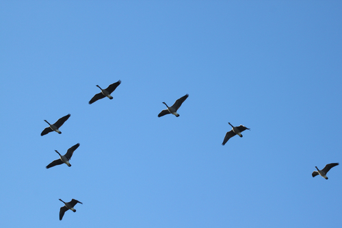 Canada Goose