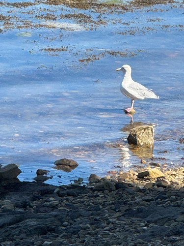 European Herring Gull
