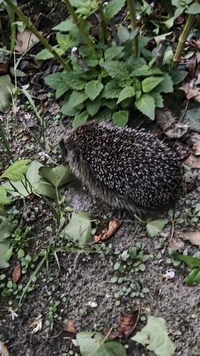 Common Hedgehog