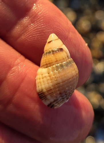 Netted Dogwhelk