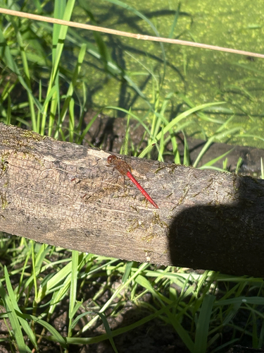 Autumn Meadowhawk
