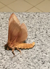 Oxycanus