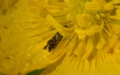 Glyphipterix simpliciella