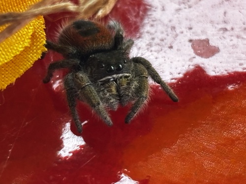 Desert Red Jumping Spider