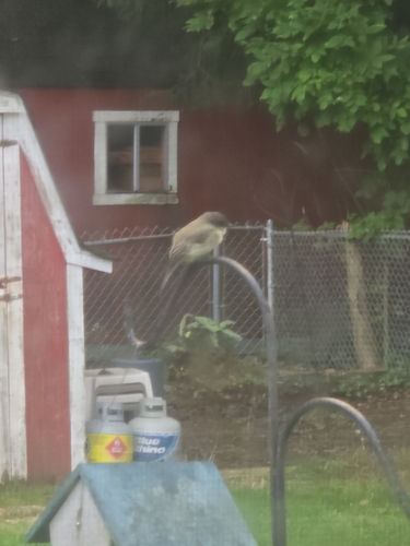 Eastern Phoebe