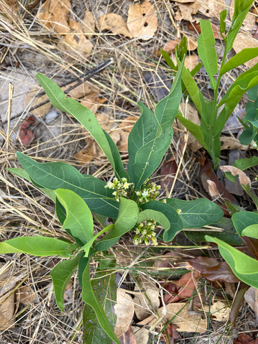 Dichapetalum observed 2026-09-21