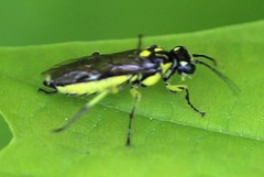 Rhogogaster picta
