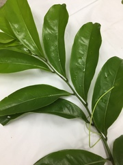 Artabotrys hexapetalus