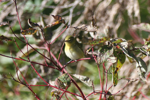 Tennessee Warbler