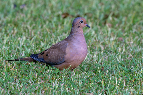 Mourning Dove