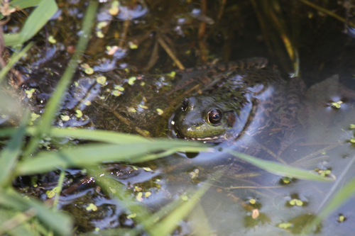 Green Frog