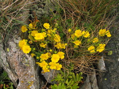 Potentilla pusilla