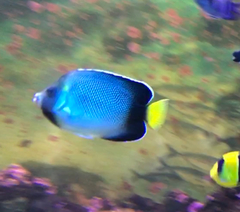 Apolemichthys xanthotis