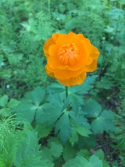 Trollius asiaticus