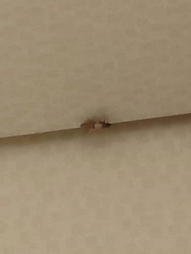 Indian-Meal Moth