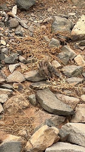 Barbary Ground Squirrel