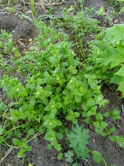 Stellaria media
