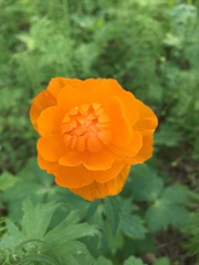 Trollius asiaticus