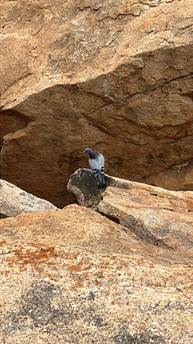 Rock Pigeon