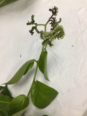 Heliotropium sarmentosum