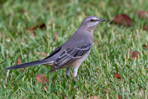 Northern Mockingbird