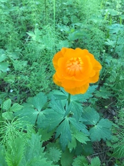 Trollius asiaticus