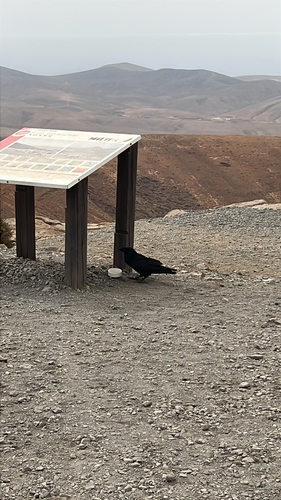 Common Raven