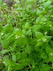 Stellaria media