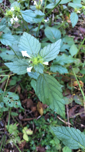 Common hemp-nettle
