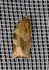 Choristoneura hebenstreitella