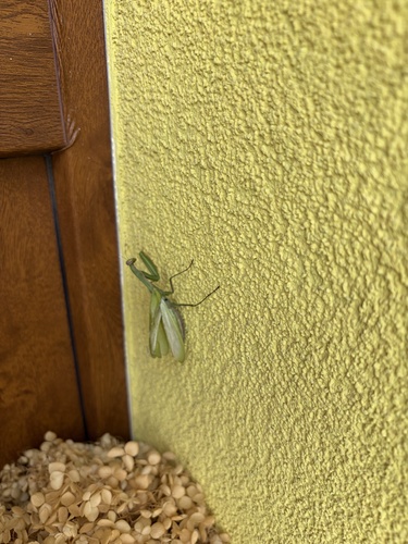European Mantis
