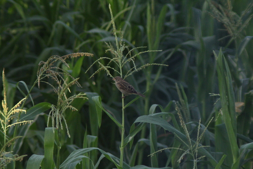 House Sparrow