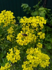 Cheilosia