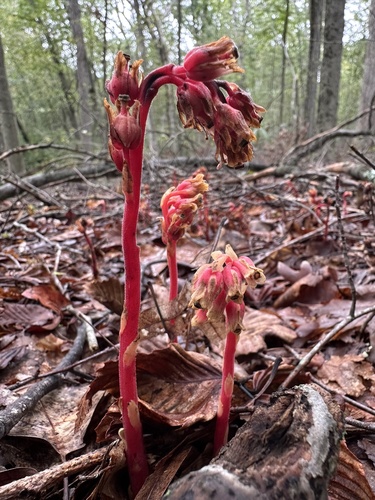 pinesap