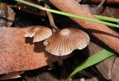 Mycena albidofusca