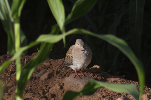 European Turtle-Dove