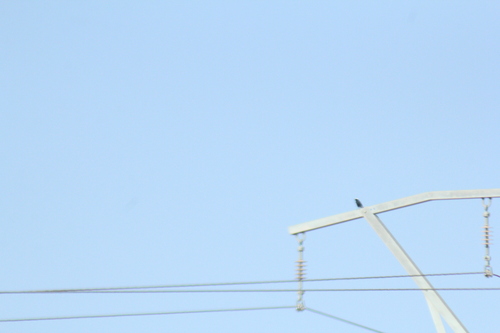 White-crowned Wheatear