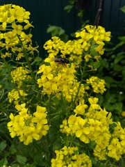 Cheilosia