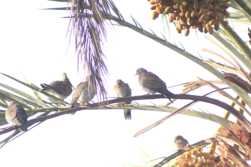 European Turtle-Dove