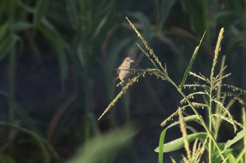 House Sparrow