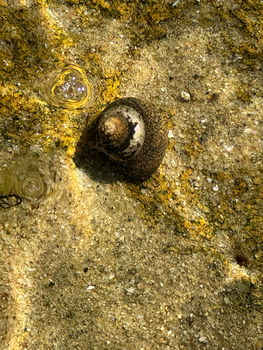 Lined Top Shell